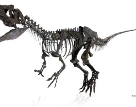 Foto en miniatura de esqueleto de dinosaurio carnívoro
